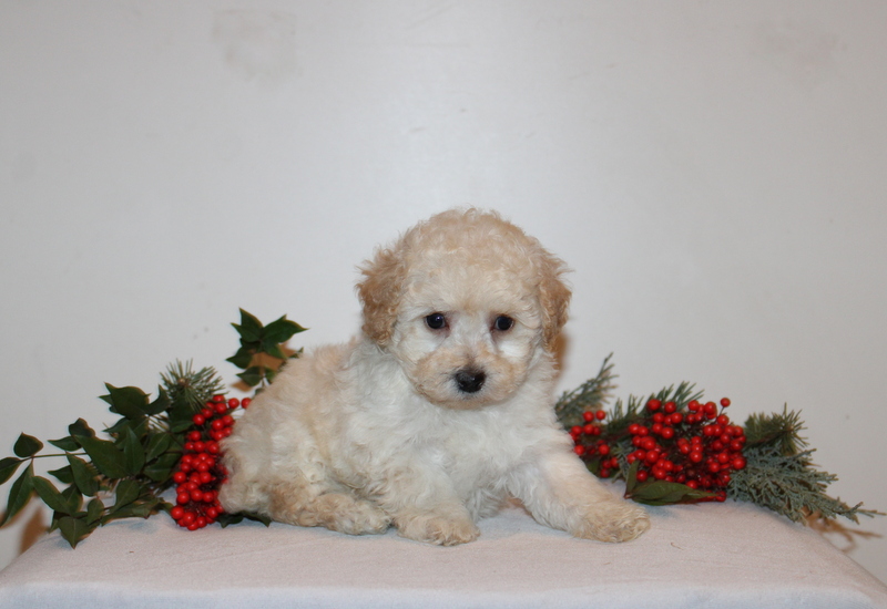 puppy, for, sale, Toy Poodle, Matthew B. Stoltzfus, dog, breeder, Gap, PA, dog-breeder, puppy-for-sale, forsale, nearby, find, puppyfind, locator, puppylocator, aca